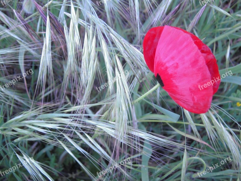 Poppy Flower Red Herb Green