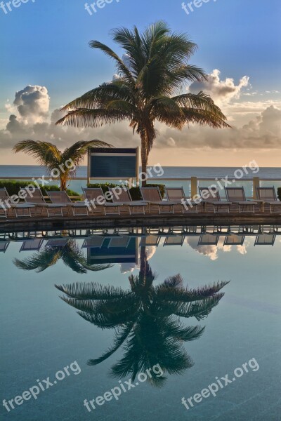 Palm Trees Tree Caribbean Beach Leaves