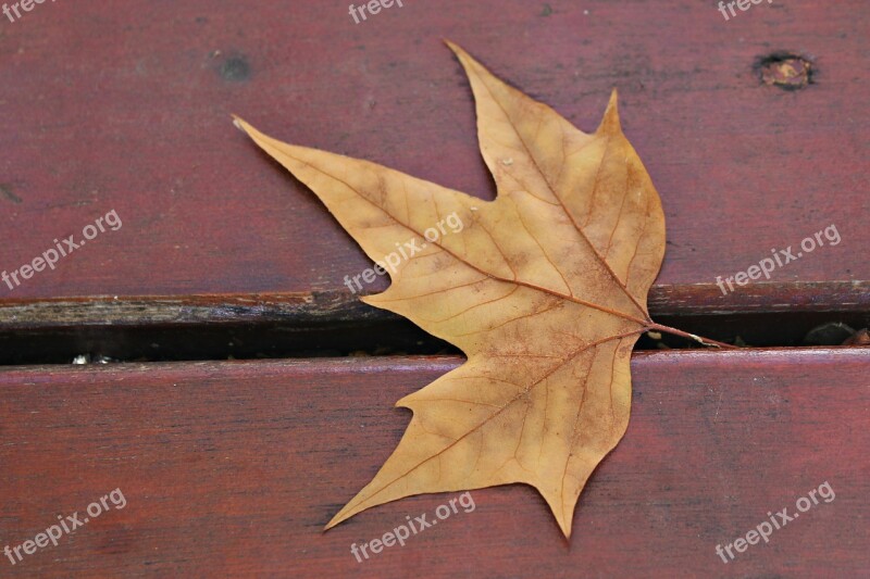 Dry Leaf Leaf Autumn Bank Park