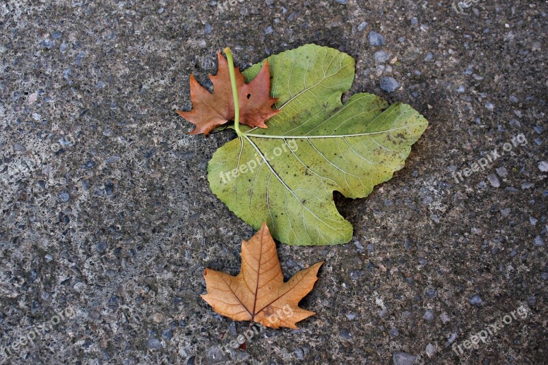 Dried Leaves Leaves On The Ground Autumn Green Brown