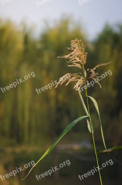 Plant Material Wheat Wuxi Autumn