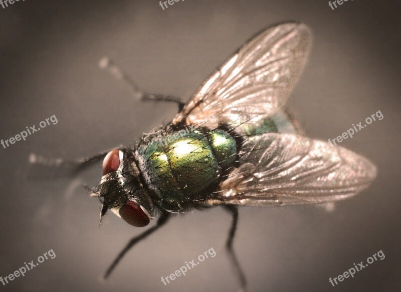 Fly Insect Whopper Compound Eyes Close Up