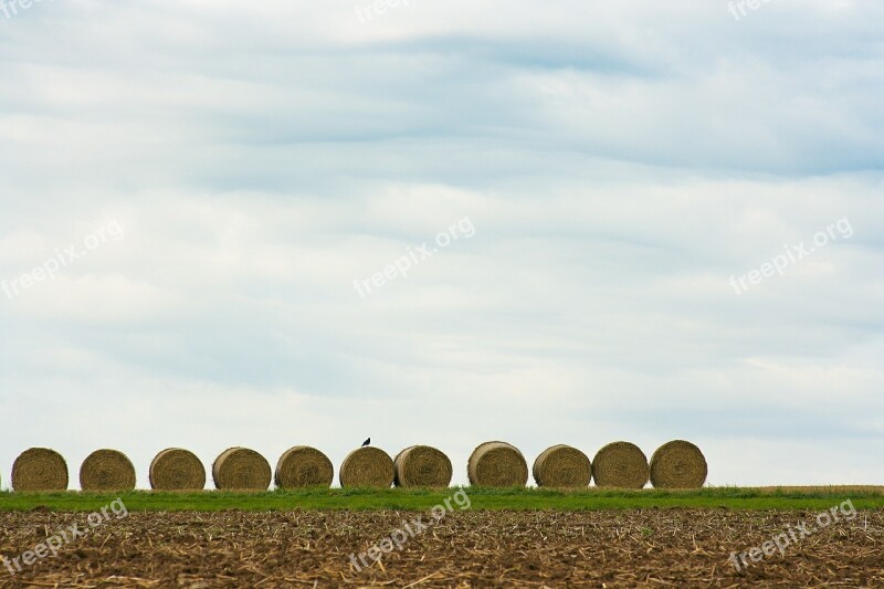 Field Straw Hay Harvest Summer