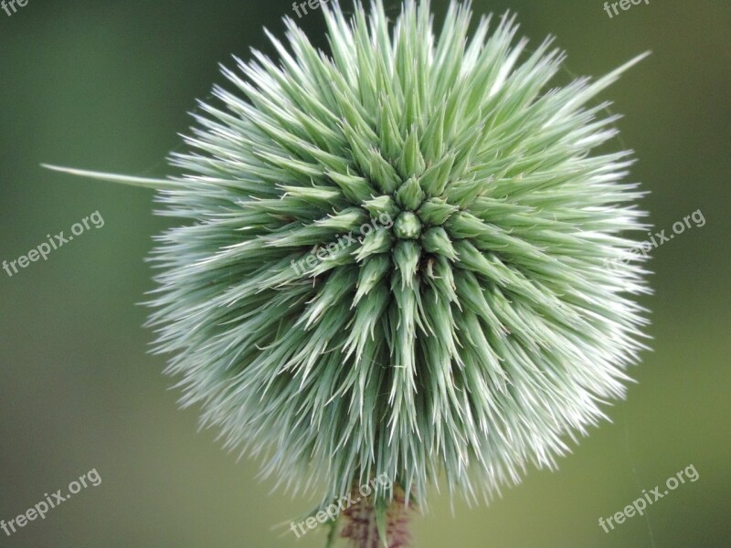 Spikes Green Plant Spiked Natural