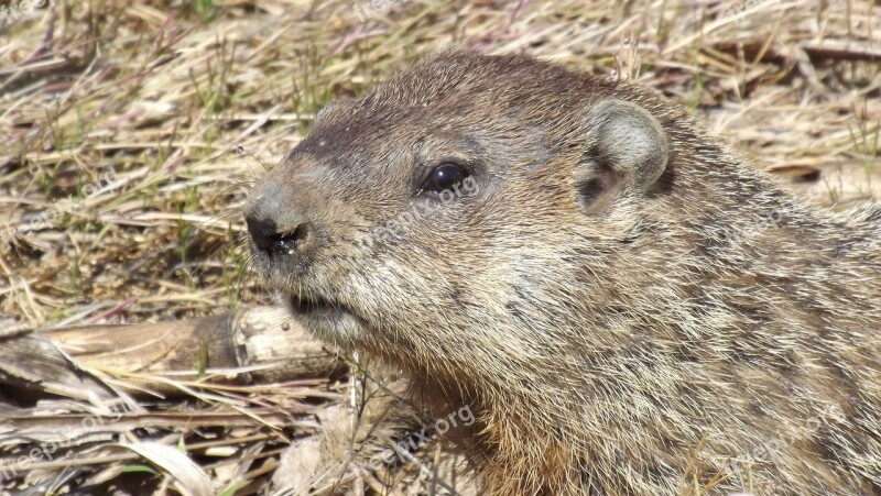 Groundhog Woodchuck Whistlepig Animal Rodent