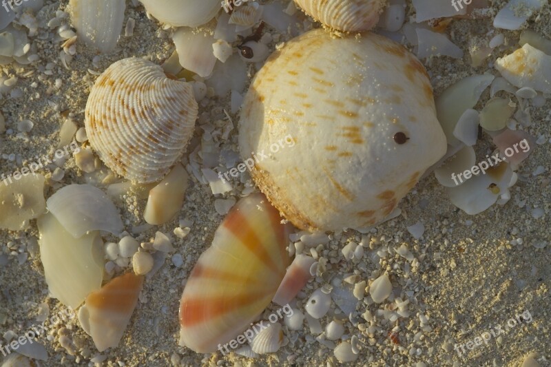 Shells Beach Sea Ocean Sand