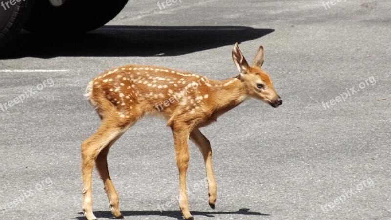 Fawn Deer Doe Wildlife Whitetail