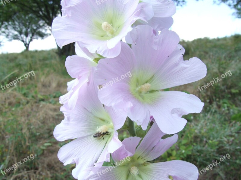 Hollyhocks Althea Alcea Malvaceae Summer