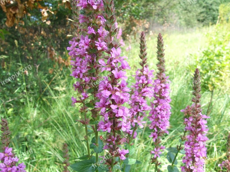 Purple Loosestrife Purple Lythrum Lythrum Salicaria Plant Nature