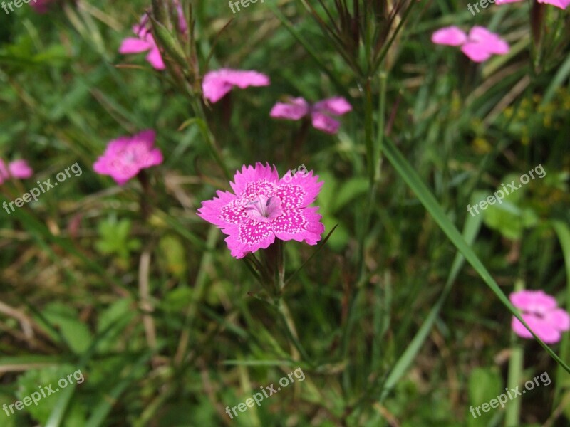 Maiden Pink Carnation Flower Plant Dianthus