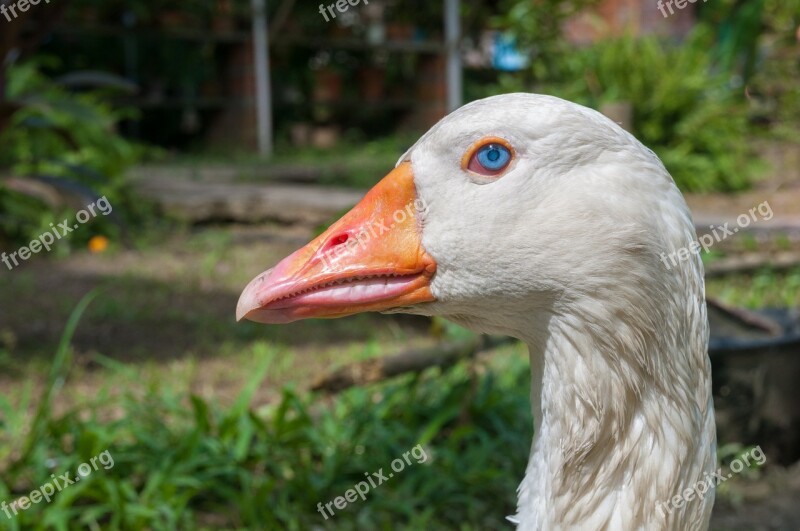 Goose Bird Poultry Domestic Farm