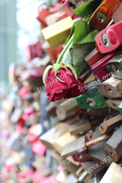 Rose Flower Faded Padlocks Love Locks