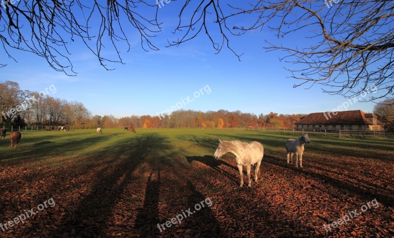 Autumn Horses Shadow Paddock Coupling