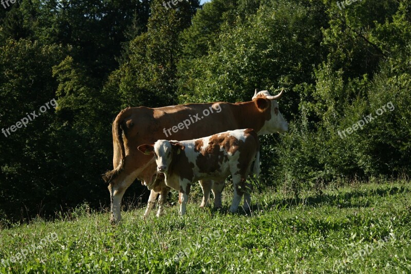 Cow Animal Farm Cattle Nature