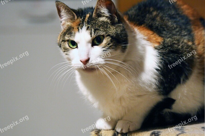 Cat Color Redheaded White Head