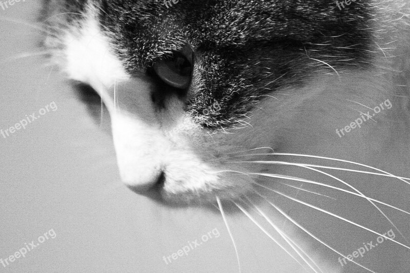 Cat Black And White Noise Eye Snout