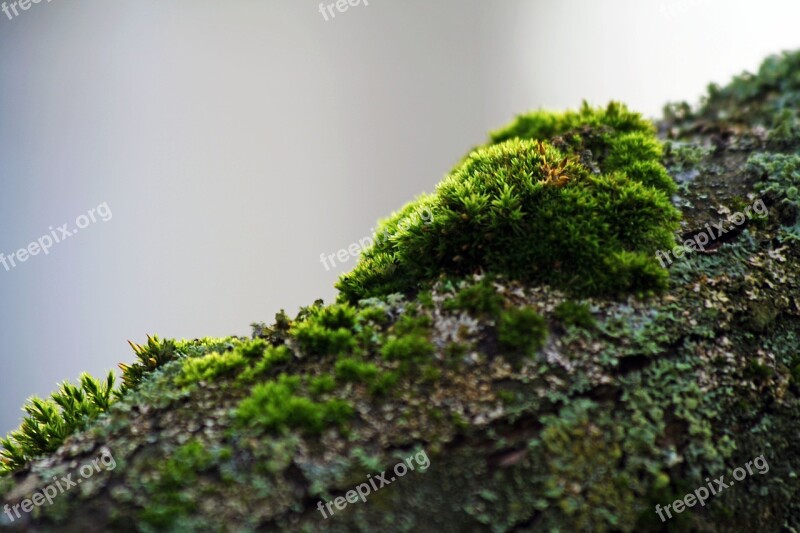 Moss Branch Green Bark Autumn