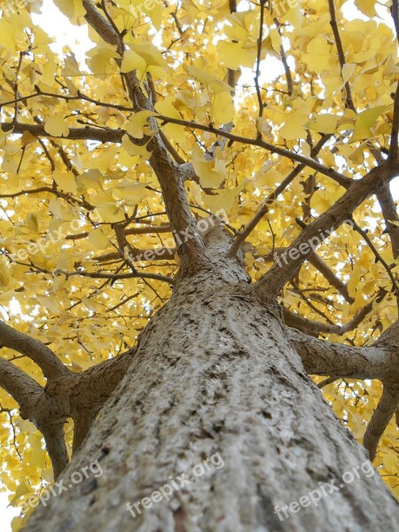 Gingko Tree Yellow Leaves Autumn Free Photos