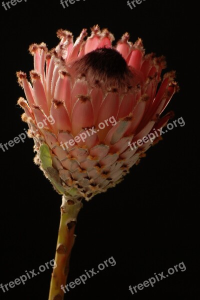 Flower African Flower Studio Background Black