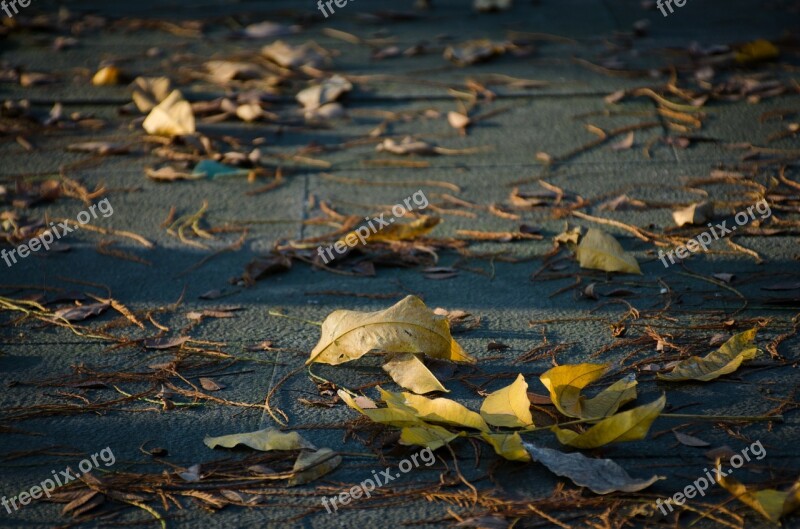 Defoliation The Leaves Ground Sunshine Free Photos