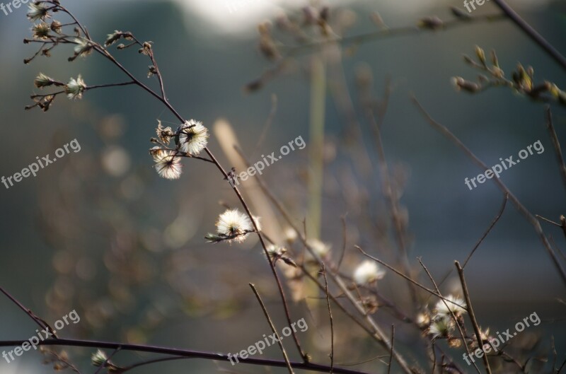 Plum Blossom Plant White Flower Free Photos