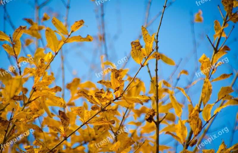 The Leaves Yellow Blue Sky Autumn Free Photos