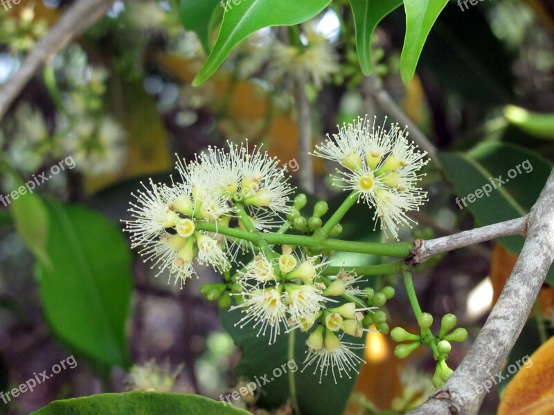 Flower Of The Field Forest Flower Mata Atlantica Nature