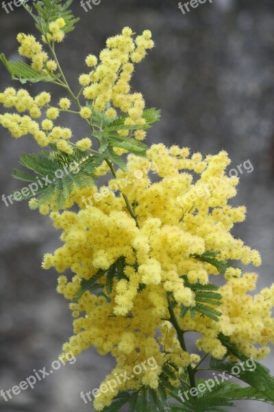 Mimosa Flower Factory Yellow South Of France