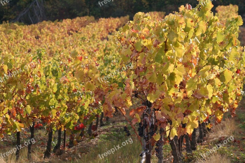 Vines Branch Fall France Mountain