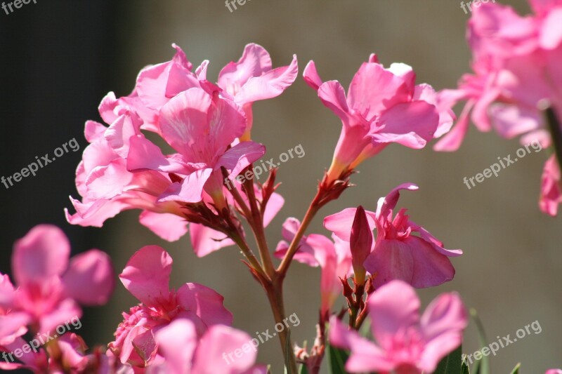 Flower Azalea Spring Garden Free Photos