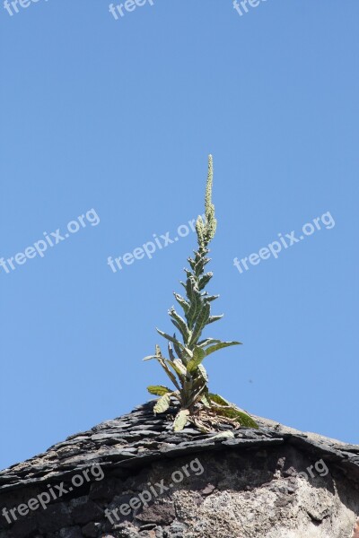 Roof Plant Tiles Free Photos