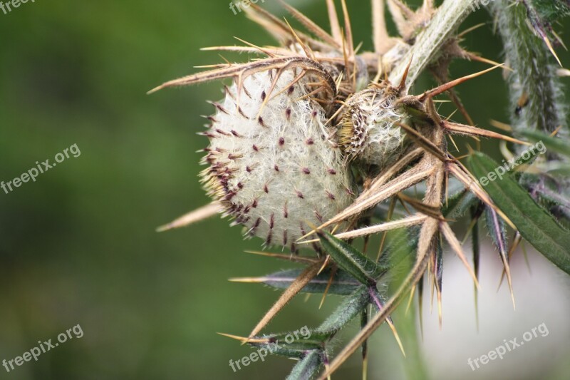 Thistle Summer Mountain Alps France