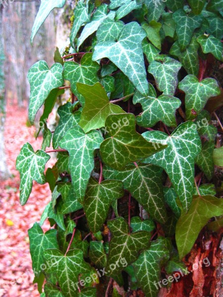 Ivy Foliage Forest Wrapped Up Tree Creep