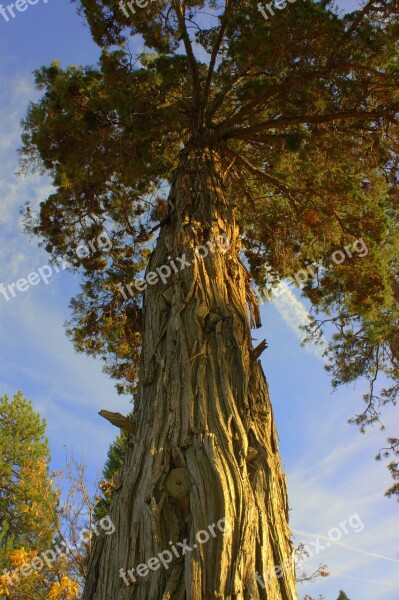 Trunk Pine Tree Wood Forest