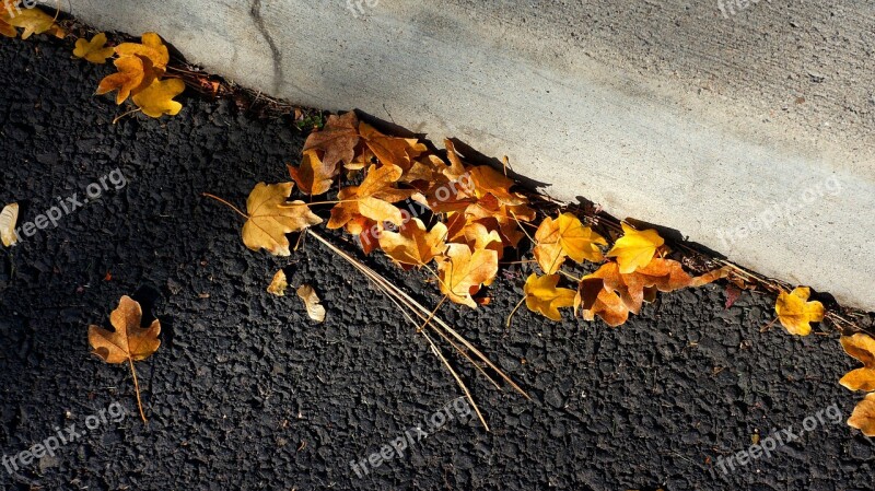 Leaves Blacktop Curb Asphalt Road