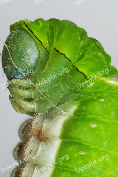 Caterpillar Macro Nature Wildlife Larva