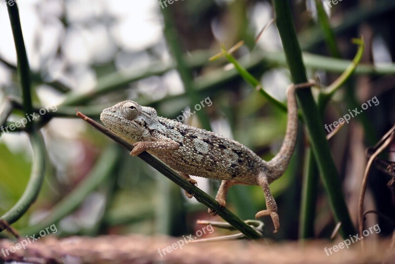 Chameleon Reptile Lizard Wildlife Animal