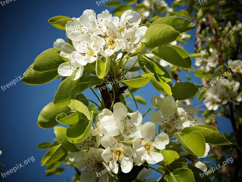 Pear Blossom Fruit Flowers White Green