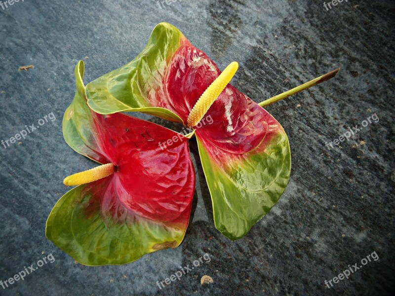 Anturio Flowers Marble Loneliness Bucolic