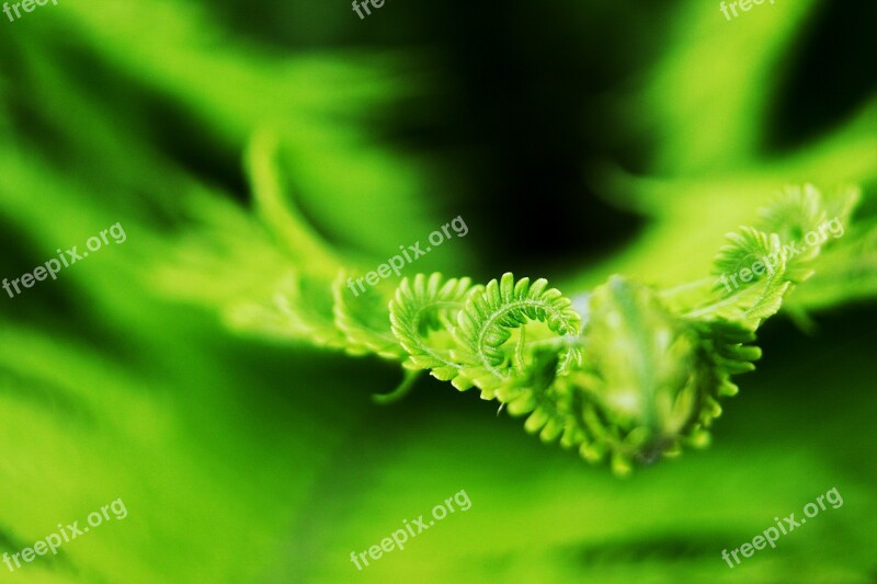 Fern Bracken Nature Male Fern Free Photos