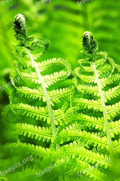 Fern Bracken Nature Male Fern Free Photos