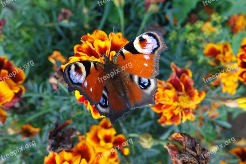 Peacock Butterfly Butterfly Nature Summer Flowers