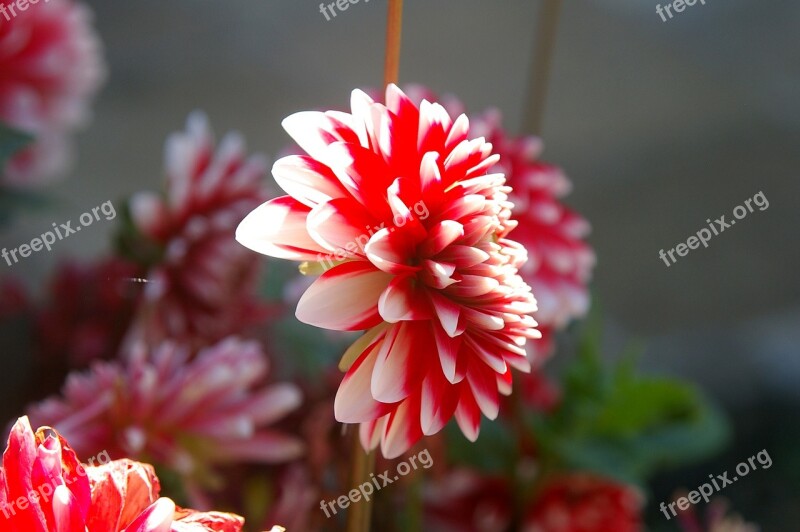 Flower Nature Sun Summer Red