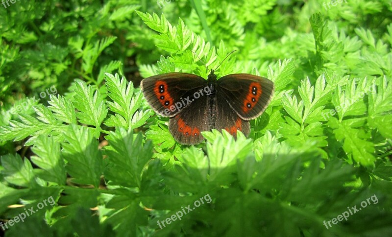 Butterfly Summer Nature Meadow Brown