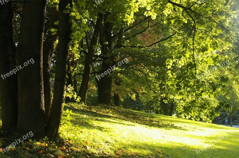 Summer Forest Meadow Sun Yellow