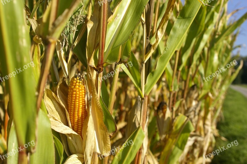 Cornfield Corn Piston Nature Summer