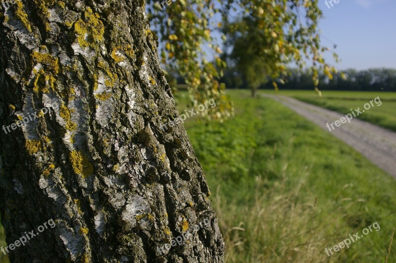 Birch Tree Field Nature Summer