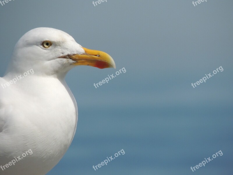 Seagull Bird Water England Sky