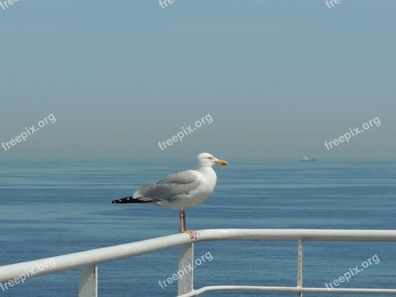 Seagull Bird Water England Sky