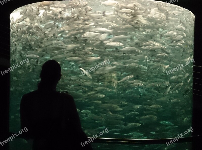 Aquarium Tenerife Fish Fish Swarm Free Photos